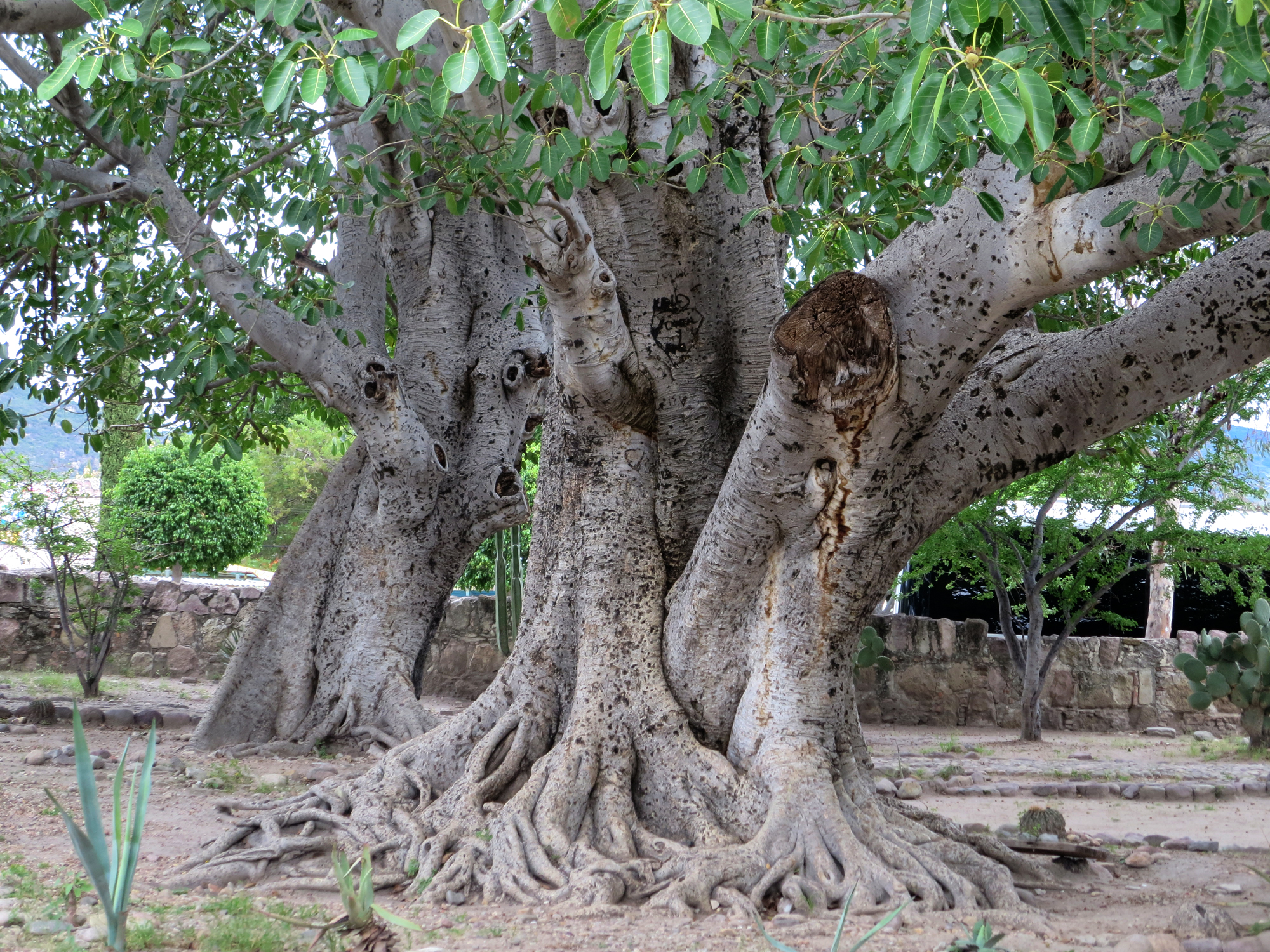 Los Arboles