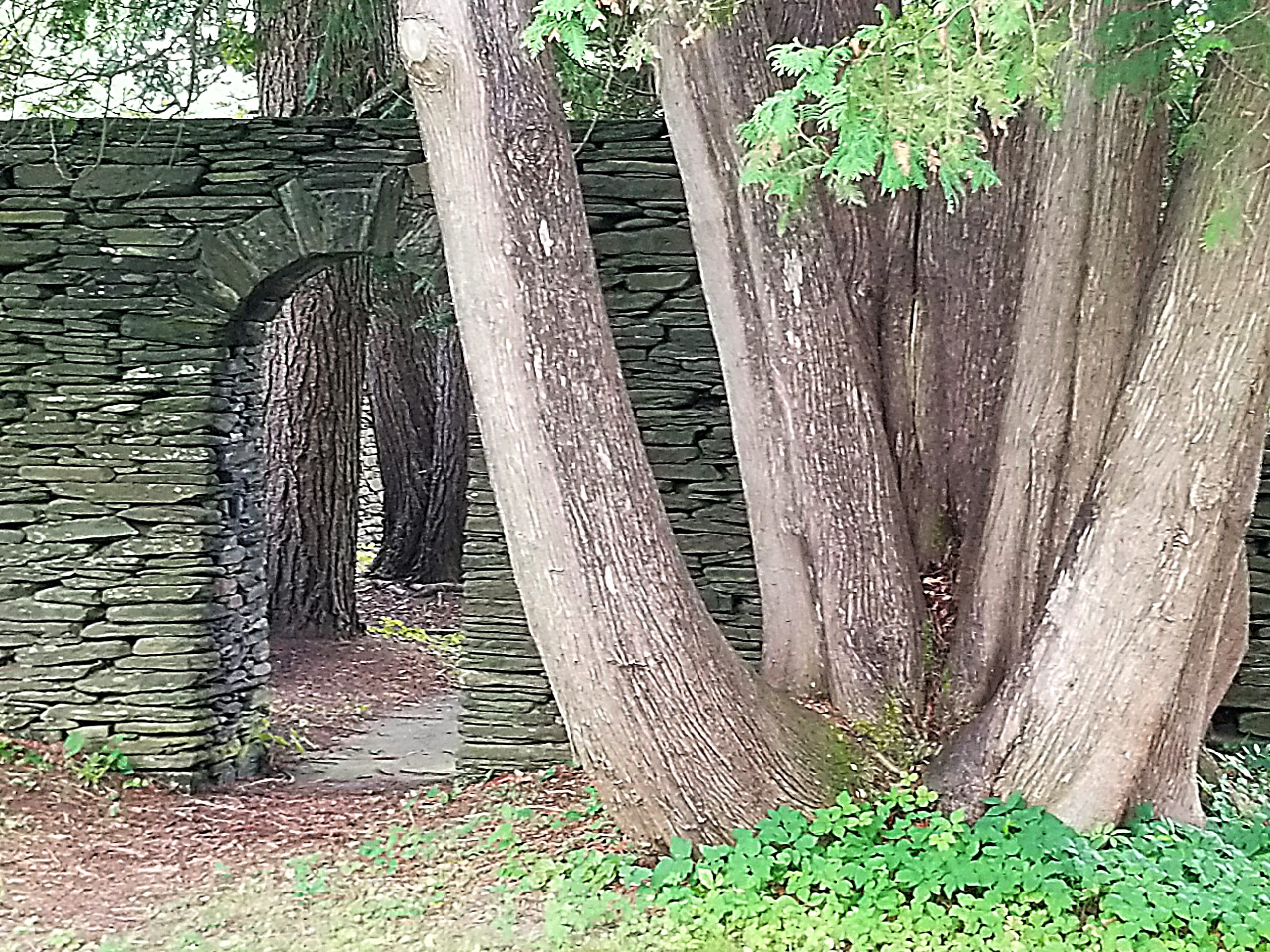 Goddard Garden Trees and Wall, Plainfield, VT, August 5, 2022, photograph by Lisa Hoag.