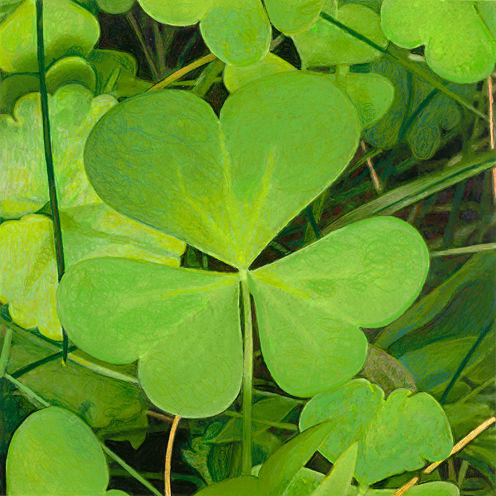 WoodSorrel, by Lisa Hoag