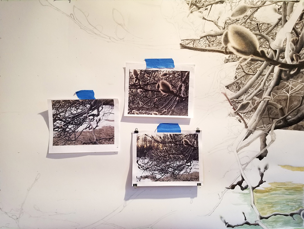 Magnolia. Full drawing, in progress. Nov 26, 2023