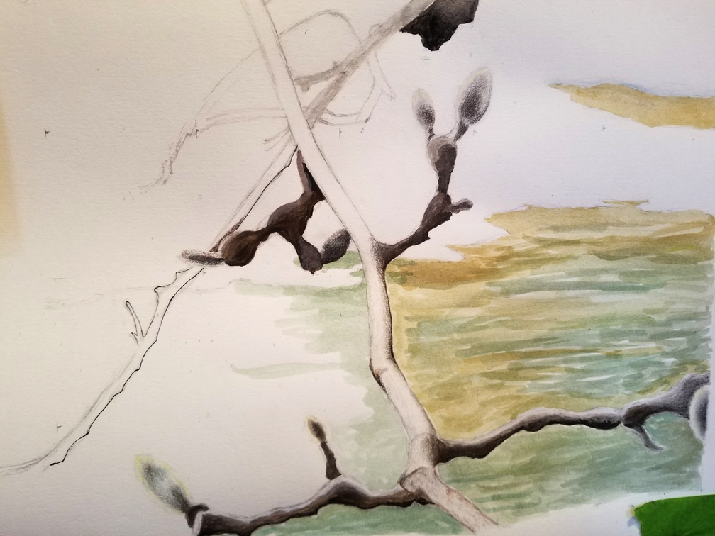 Magnolia detail. Buds, winter grass, snow. Nov 26, 2025