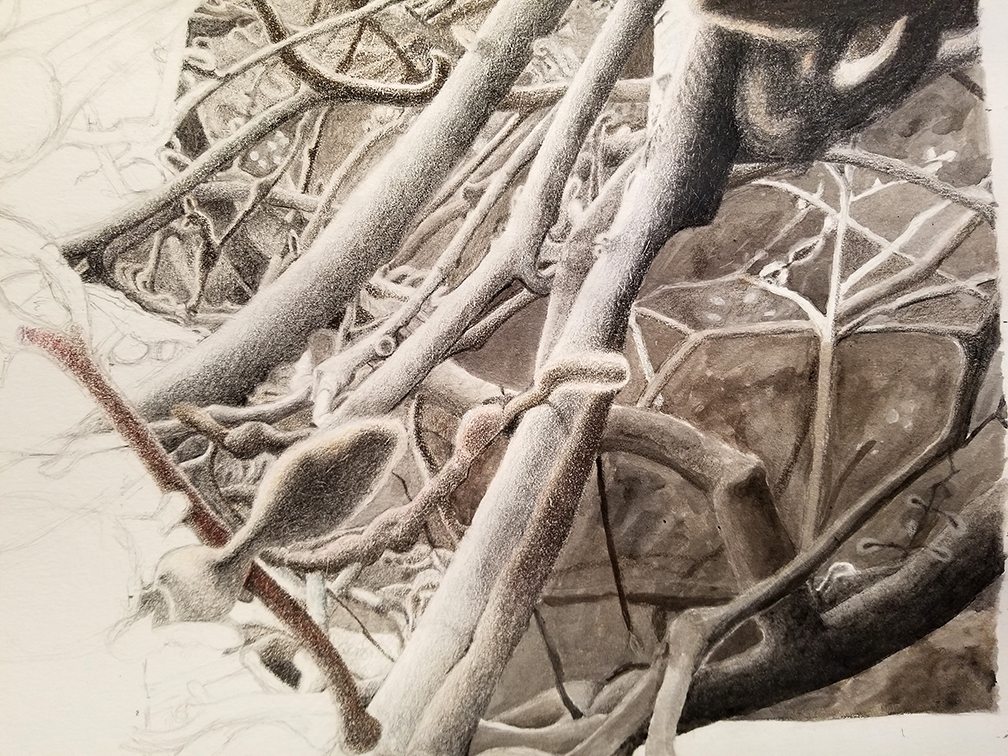 Magnolia shadows detail. In progress. Nov 26, 2025