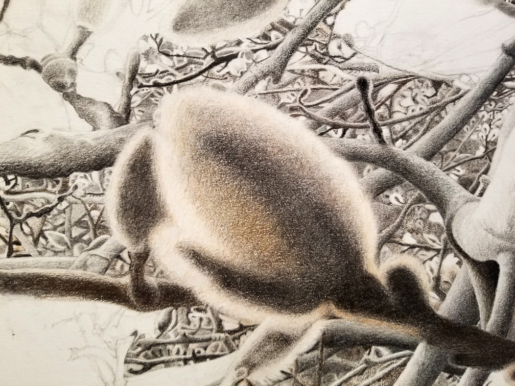 Magnolia Bud drawing detail in progress. Nov-26-2025