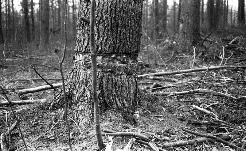 Wendell State Forest Deforestation -needlessly girdled tree - image 3