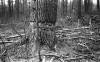 Wendell State Forest Deforestation -needlessly girdled tree - image 3