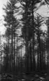 Wendell State Forest Deforestation -needlessly girdled tree - image 2