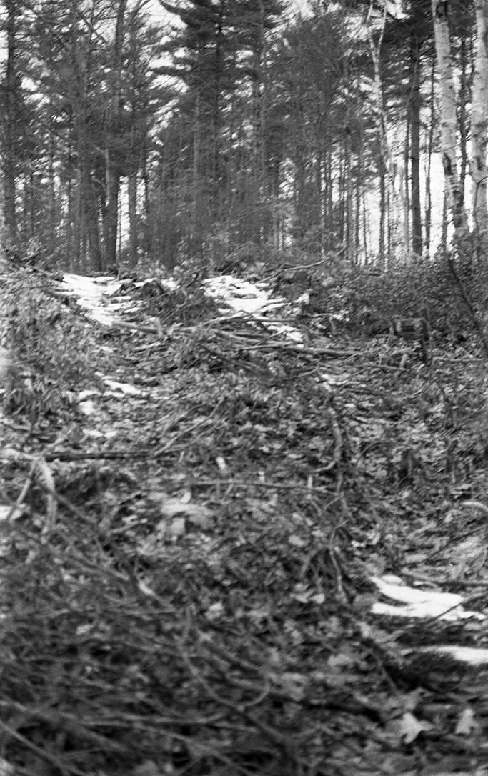 Wendell State Forest Deforestation, crushed understory, compacted soil