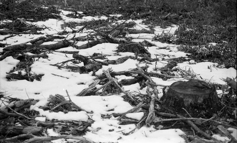 Wendell State Forest Deforestation, baked soil releases 100 years of carbon into the atmosphere, will take 100 years to recover