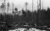 Wendell State Forest Deforestation - LArge Clearcut - image 5