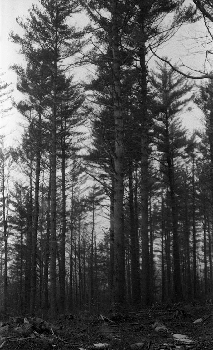 Mountain Laurel is the Protector of the secret places of forest